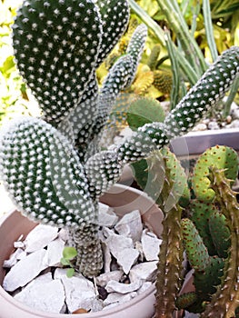 Cactus conejo photo