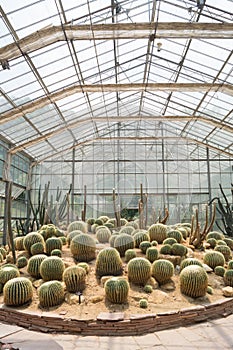 Cactus in a conservatory Glasshouse,