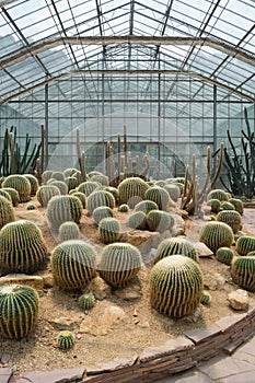 Cactus in a conservatory Glasshouse,