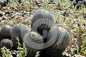 Cactus Copiapoa tenebrosa at coastline of Atacama desert at Pan de Azucar photo