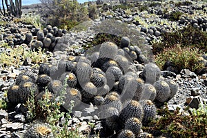 Cactus Copiapoa tenebrosa at coastline of Atacama desert at Pan de Azucar photo