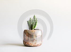 Cactus in the pot. Decorative plant in minimalistic modern room interior