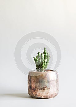 Cactus in the pot. Decorative plant in minimalistic modern room interior
