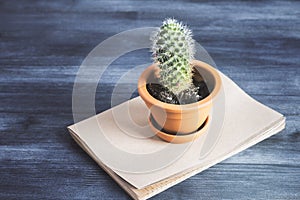 Cactus on copybook top