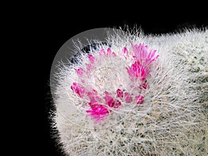 Cactus Corolla Mammillaria Hahniana, Isolated On Black Background