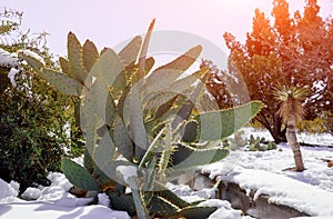 Cactus covered in snow after snow storm North Scottsdale Arizona desert