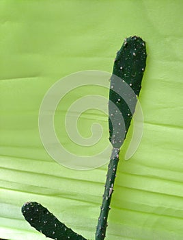 Green cactus Nopalea. photo