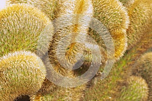 Cactus crest plant