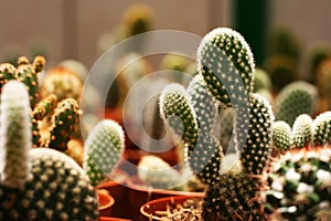 Cactus Crowd