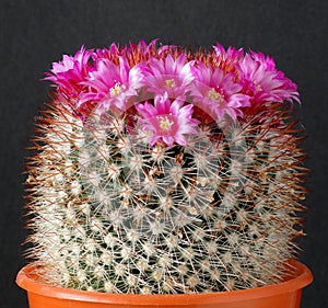 Cactus, with crown of pink flowers.