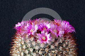 Cactus, with crown of pink flowers. photo