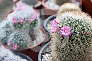 Cactus cultivated in a plant pot as a hobby.Cactus breeding to sell in the market for potted plants