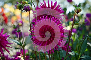 Cactus Dahlia Ambition, striking pink flowers