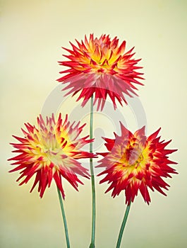 Cactus Dahlia - Karma Bon Bini