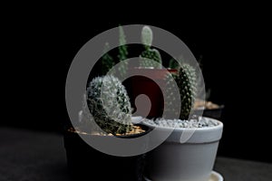 Cactus in the dark, Cactus placed on the table at night