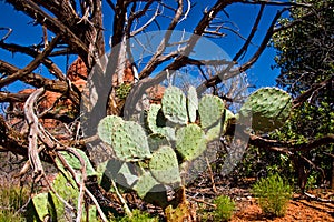 Cactus and dead tree