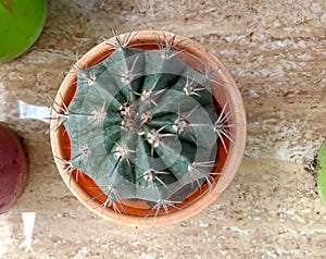 Cactus for decoration indoor plants