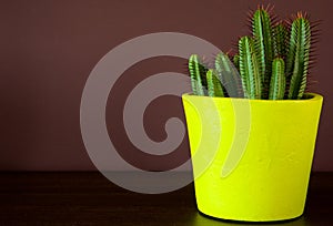 Cactus decoration in a yellow pot