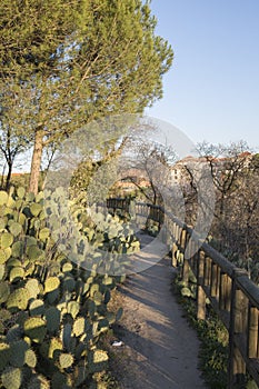 Cactus in Dehesa de la Villa Park, Madrid