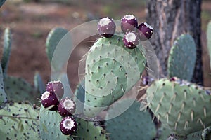 Cactus in Dehesa de la Villa Park; Madrid