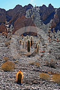 Cactus in Desert