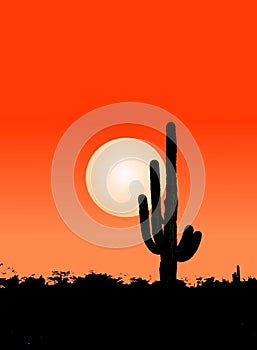 Cactus in desert