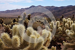 Kaktus poušť 