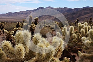 Cactus desert