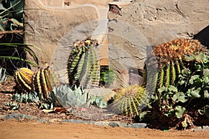 Cactus in the Desert Area