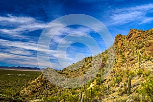 Cactus in the Desert in Arizona