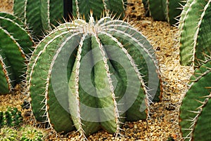 Cactus desert background