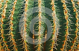 Cactus desert background for design