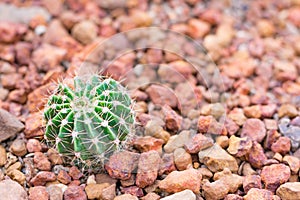 Cactus in desert for background or wallpaper