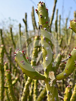 Cactus in desert and barren lands