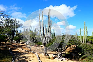 Cactus in the desert with ble sky photo