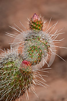 Cactus in Desert with Blossom Bud