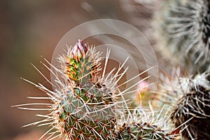 Cactus in Desert with Blossom Bud