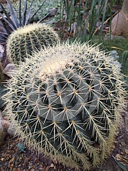Cactus in desert botanical garden green group photo