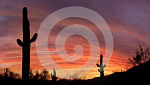 Cactus in the desert with a brilliant sunet photo