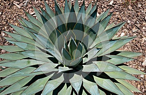 Cactus in desert, cacti or cactaceae pattern. Agave cactus.