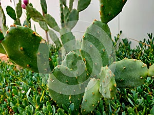 Cactus in the desert. Cactus texture background.