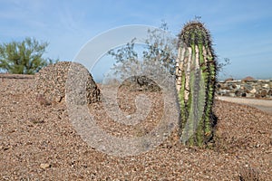 A cactus in a desert garden in Arizona