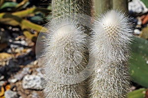 Cactus on desert garden. Cephalocereus senilis photo