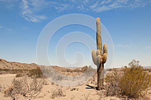 Cactus in a desert landscape.