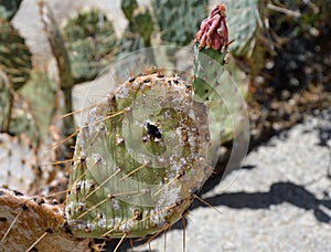 Cactus in Desert Landscape in Joshua Tree National Park, California