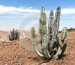 Cactus in desert landscape near Cerro Blanco, Nazca