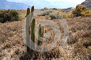 Cactus in a desert mountain