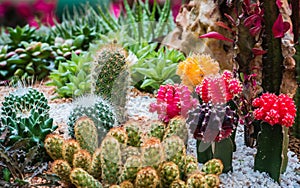 Cactus desert plant in a botanical garden