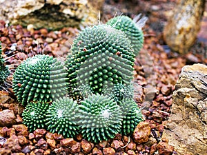 Cactus desert plant Mammillaria carnea Pandan ,Herbs Cacti Medicinal ,Autore Zucc Argomento della citazione tax photo