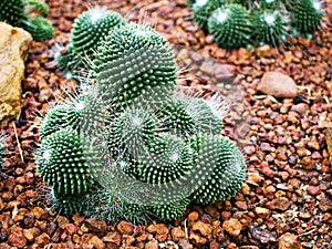 Cactus desert plant Mammillaria carnea Pandan ,Herbs Cacti Medicinal ,Autore Zucc Argomento della citazione tax photo